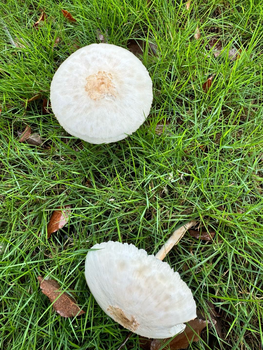 雨后蘑菇图片