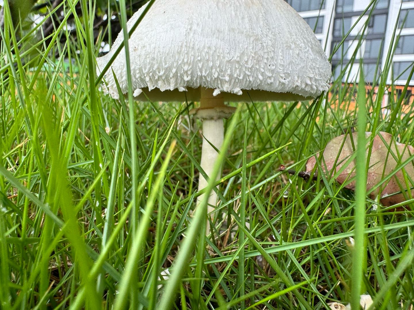 雨后蘑菇图片